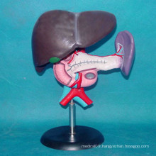 Human Liver Medical Anatomy Model for Teaching (R100108)